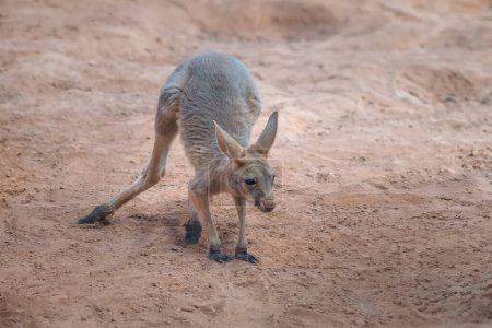 Téléchargez les photos : Kangourou rouge bébé (Osphranter rufus) - Marsupial australien - en image libre de droit