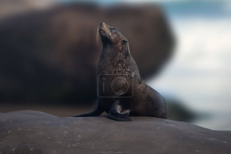 Subantarctic Fur Seal (Arctocephalus tropicalis)