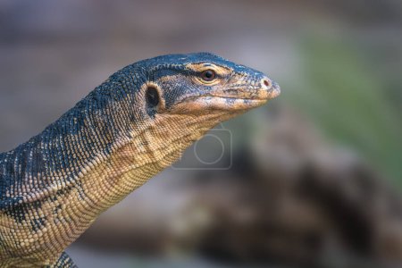 Asiática agua monitor lagarto (varanus salvator
)