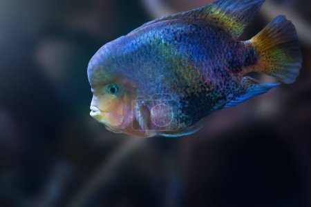 Green Terror (Andinoacara rivulatus) - Freshwater Fish
