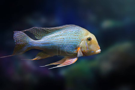 Photo for Pearl Cichlid Altifrons (Geophagus altifrons) - Freshwater Fish - Royalty Free Image
