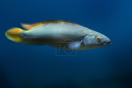 Photo for Red Finned Pike Cichlid (Crenicichla johanna) - Freshwater Fish - Royalty Free Image