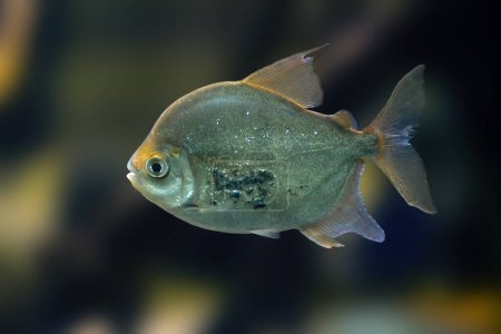 Scheibentetra (Myloplus schomburgkii) - Süßwasserfische