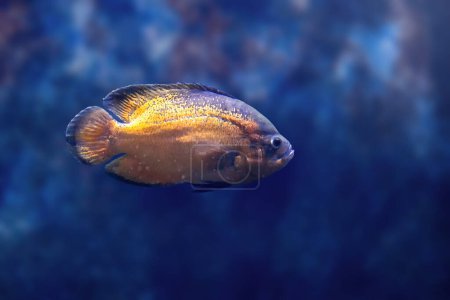Kupfer-Oscar (Astronotus ocellatus) - Süßwasserfische