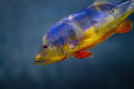Foto de Amarillo Peacock Bass (Cichla kelberi) - Peces de agua dulce - Imagen libre de derechos