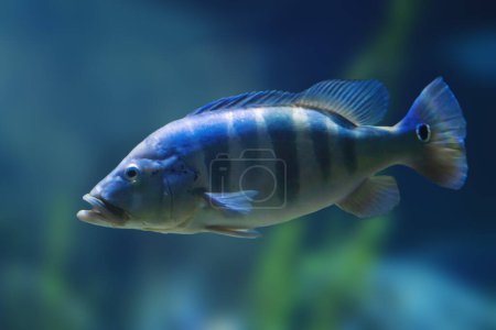 Foto de Blue Peacock Bass (Cichla piquiti) - Peces de agua dulce - Imagen libre de derechos