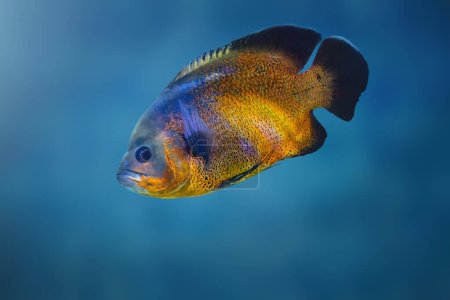 Kupfer-Oscar (Astronotus ocellatus) - Süßwasserfische