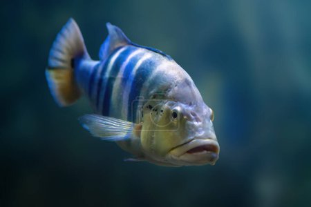 Blue Peacock Bass (Cichla piquiti) - Peces de agua dulce
