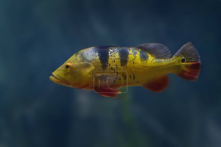Photo for Monoculus Peacock Bass (Cichla monoculus) - Freshwater Fish - Royalty Free Image