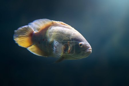 White Oscar (Astronotus ocellatus) - Freshwater Fish