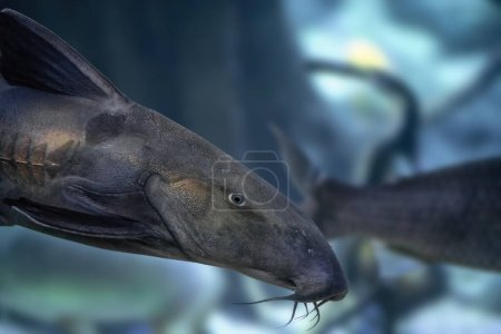 Ripsaw Catfish (Oxydoras niger) - Freshwater Fish