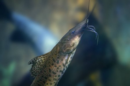 Photo for Jundiara Catfish (Pseudoplatystoma sp x Leiarius marmoratus) - Hybrid Freshwater Fish - Royalty Free Image