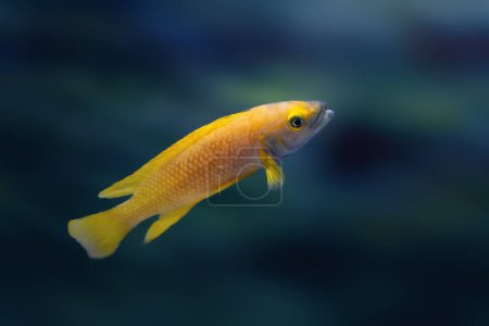 Lemon Cichlid (Neolamprologus leleupi) - Freshwater Fish