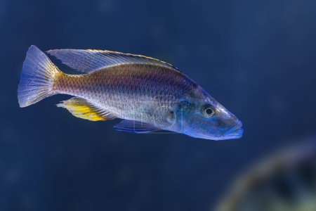 dimidiochromis