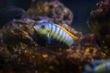 Wilhelms Mbuna (Maylandia greshakei) - Süßwasserfische