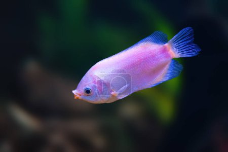 Kissing Gourami (Helostoma Temminckii) - Freshwater Fish