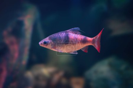 Arulius-Barbe (Dawkinsia Arulius) - Süßwasserfische