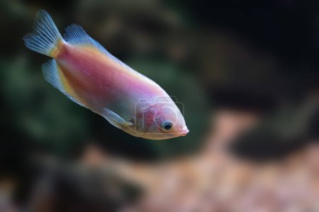 Photo for Kissing Gourami (Helostoma Temminckii) - Freshwater Fish - Royalty Free Image