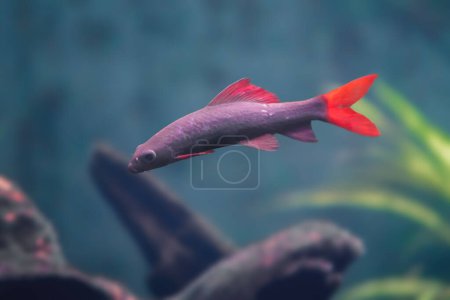 Foto de Arco iris Sharkminnow (Epalzeorhynchos frenatum) - Peces de agua dulce - Imagen libre de derechos