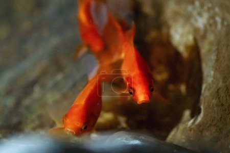 Poisson rouge (Carassius auratus) - Poisson de compagnie d'eau douce