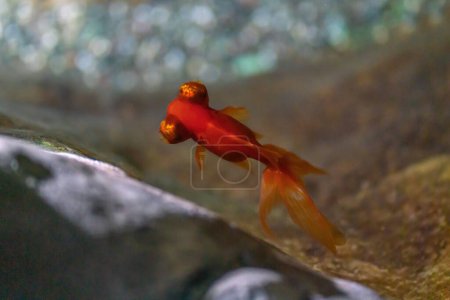 Telescope Goldfish (Carassius auratus) - Freshwater pet fish