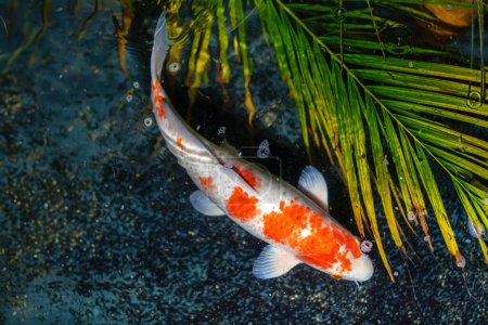 Hariwake Koi-Fische (Cyprinus carpio) - Orange und Weiß