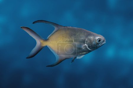 Grand poisson Pompano (Trachinotus goodei)