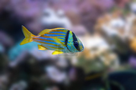 Porkfish (Anisotremus virginicus) - Marine Fish