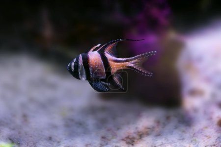 Banggai Cardinalfish (Pterapogon kauderni) - Marine Fish