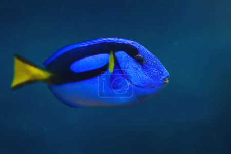 Foto de Royal Blue Tang (Paracanthurus hepatus) - Peces marinos - Imagen libre de derechos