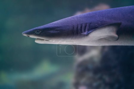 Foto de Tiburón de arrecife blanco (Triaenodon jalá) - Imagen libre de derechos