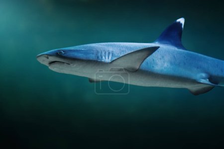 Foto de Tiburón de arrecife blanco (Triaenodon jalá) - Imagen libre de derechos