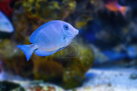 Blue Tang Surgeonfish (Acanthurus coeruleus) - Marine Fish