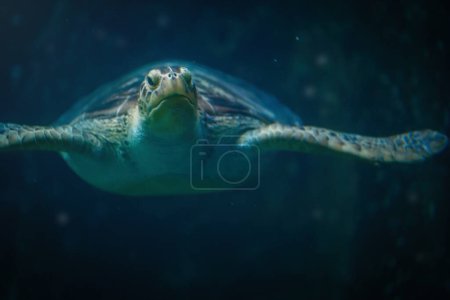 Grüne Meeresschildkröte (Chelonia mydas) unter Wasser