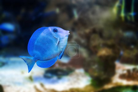 Blauer Tang Doktorfisch (Acanthurus coeruleus) - Meeresfische