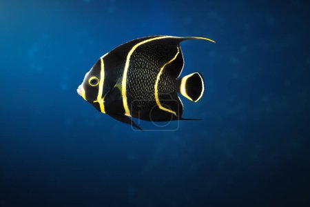 Juvenile French Angelfish (Pomacanthus paru) - Marine Fish