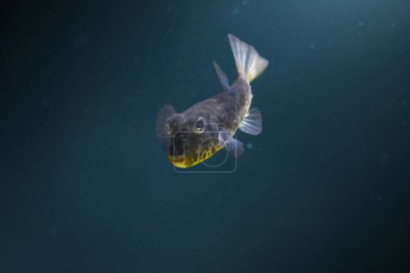 Bandtail Puffer fish (Sphoeroides spengleri)