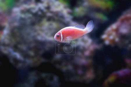 Téléchargez les photos : Clownfish mouffette rose (Amphiprion perideraion) - Poissons marins - en image libre de droit