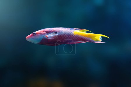 Spotfin Hogfish (Bodianus pulchellus) - Peces marinos
