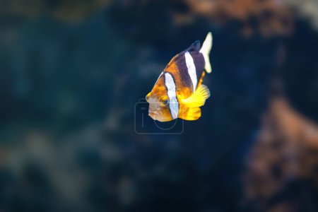 Téléchargez les photos : Anémone de Clark (Amphiprion clarkii) ou Clownfish à queue jaune - Poissons marins - en image libre de droit