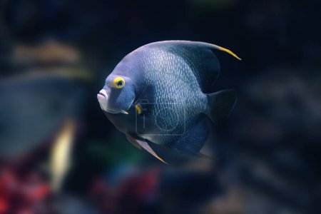 French Angelfish (Pomacanthus paru) - Marine Fish