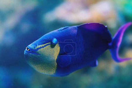 Téléchargez les photos : Triggerfish à dents rouges (Odonus niger) - Poissons marins - en image libre de droit