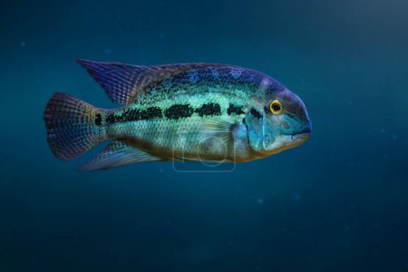 Echtes Papageienbuntbarsch (Hoplarchus psittacus) - Süßwasserfische