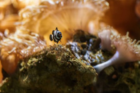 Téléchargez les photos : Clownfish Ocellaris noir (Amphiprion ocellaris) - Poissons marins - en image libre de droit