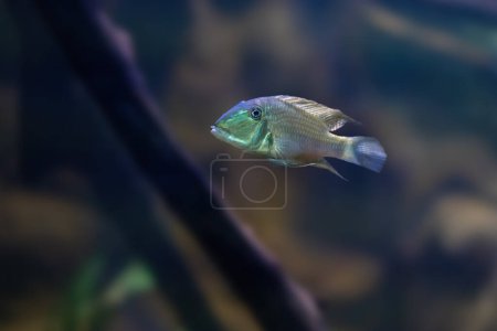 Photo for Demon Eartheater (Satanoperca jurupari) - Freshwater Fish - Royalty Free Image