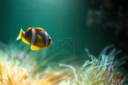 Clarks Anemonenfisch (Amphiprion clarkii) oder Gelbschwanz-Clownfisch - Meeresfische