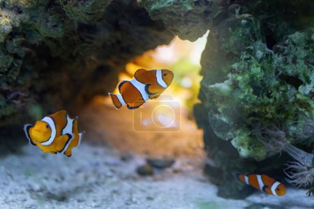 Téléchargez les photos : Ocellaris Clownfish (Amphiprion ocellaris) - Poissons marins - en image libre de droit