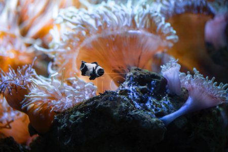 Schwarzer Ocellaris Clownfisch (Amphiprion ocellaris) - Meeresfische