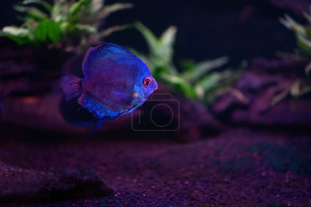 Disco azul (Symphysodon aequifasciatus) - Peces de agua dulce