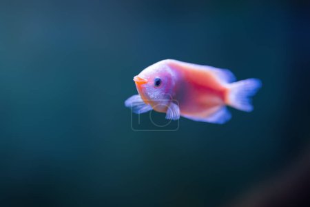 Photo for Kissing Gourami (Helostoma Temminckii) - Freshwater Fish - Royalty Free Image